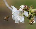 Bee Pollination 3